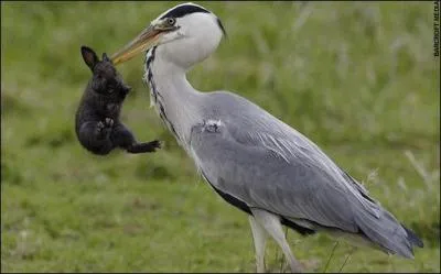 Comment s'appelle cet oiseau ?