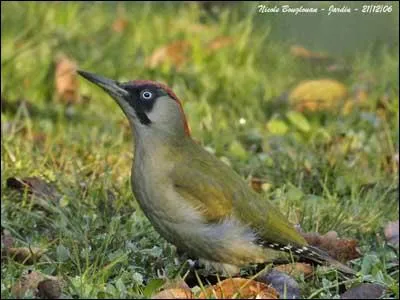 Comment se nomme cet oiseau ?