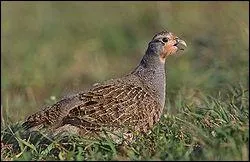 Comment se nomme cet oiseau ?