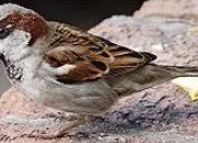 Quiz Les oiseaux de la ville