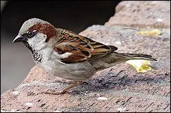 Comment se nomme cet oiseau ?