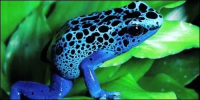 Quelle partie de la grenouille vénéneuse les tribus indiennes utilisent-elles pour enduire les pointes de leurs flèches afin qu'elles soient plus efficaces ?