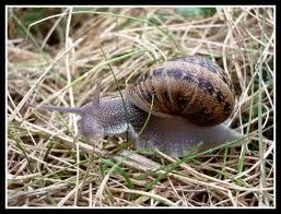 Comment est appel l'escargot 'petit gris' dans le Sud-Ouest de la France ?