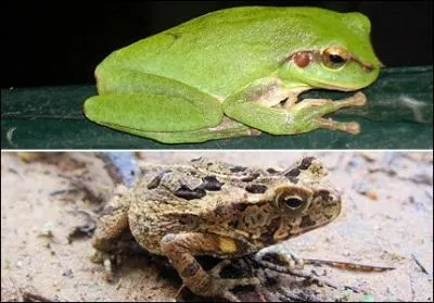 La grenouille et le crapaud appartiennent  la mme espce... (1 bonne rponse)