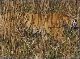 Camoufl dans les hautes herbes !