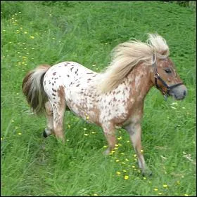 Quelle est cette race de poney ?