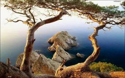 Nous sommes dans le midi de la France, que pouvons-nous trouver sur cet arbre ?