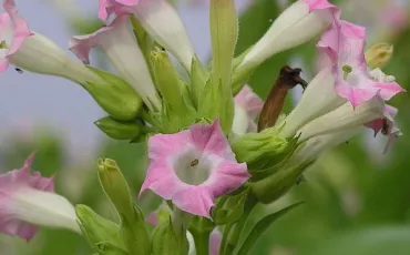 Quiz Plantes