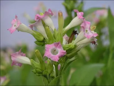 La premire plante exprimant un gne marqueur tranger :