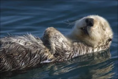 La loutre, mais laquelle ?