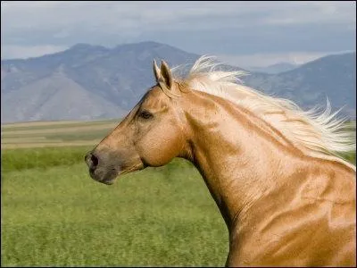 Quelle est cette race de cheval ?