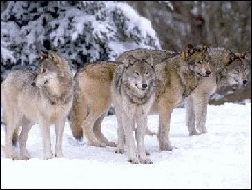 Les loups vivent en...