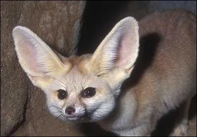 Le fennec ne boit que de l'eau !