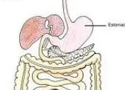 Quiz Anatomie du corps humain (3)