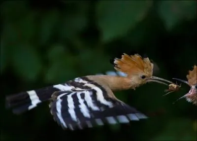 On peut voir cet oiseau, rarement, en France !