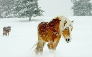 Quiz Animaux