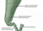 Quiz Anatomie du corps humain (4)