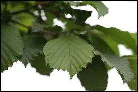 Sous quel nom est connue la fleur du coudrier ?