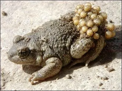 Ce crapaud est reconnaissable aux oeufs qu'il transporte sur ses pattes arrires. Ce crapaud peut vivre jusqu' 5 ans, mais certains ont vcu jusqu' l'ge de vingt ans. Alors, c'est :