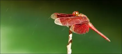 C'est une demoiselle !