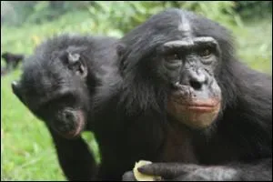 C'est un petit cousin du chimpanz !