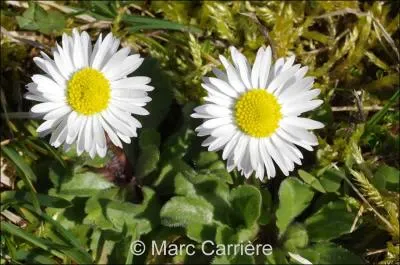 Quelles sont ces fleurs ?