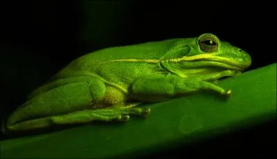 Une espce de grenouille transporte ses ttards sur son dos !