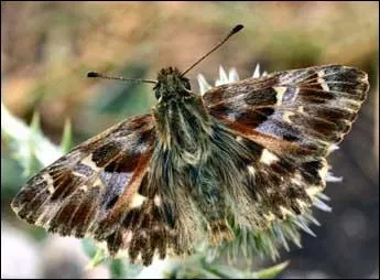 Quel est le nom de ce papillon ?