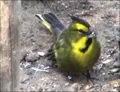 Comment se nomme cet oiseau ?