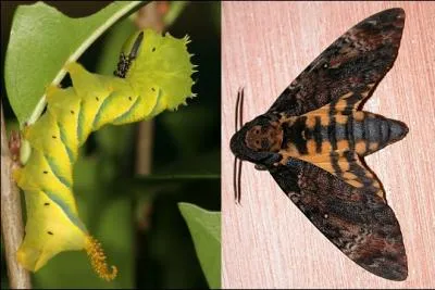 Grosse chenille verte et rayures bleues. A quel papillon j'appartiens ?