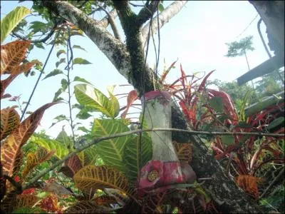 Cet appareil, rempli d'eau sucre et suspendu dans un arbre ...