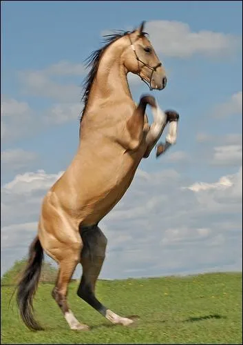 Quelle est la race de ce cheval ?