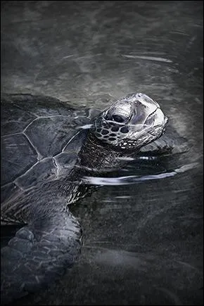 La tortue est un batracien !