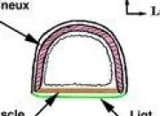 Quiz Anatomie du corps humain (6)