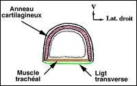 Quel est l'organe qui est form par une srie d'anneaux cartilagineux en forme de C assez rgulirement superposs ?