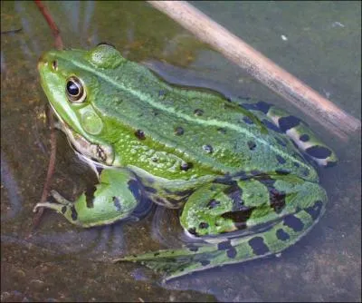 La grenouille est un reptile.