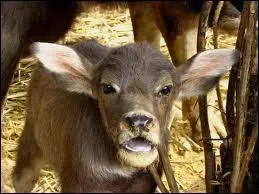 Quel est ce bb bovid ?