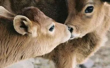 Quiz Animaux