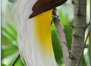 Quiz Oiseau de paradis ou pas !