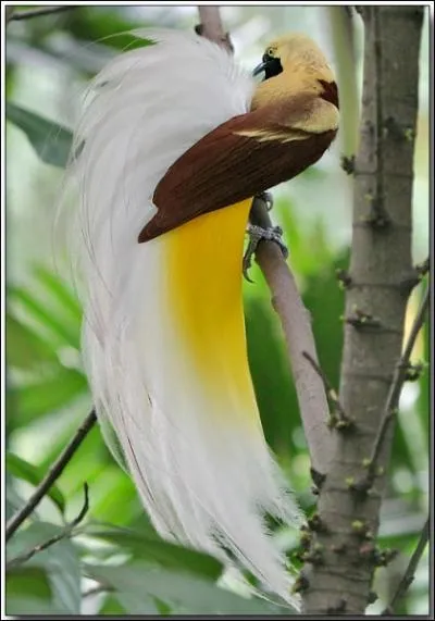 Cet oiseau est-il de paradis ?