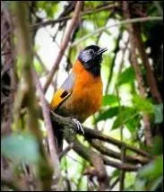 Quel est ce corvid vivant dans les contres asiatiques