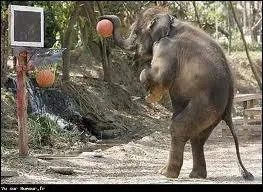 Combien de ballons de basket voyez-vous sur cette photo ?