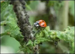 Quels insectes les coccinelles adorent-elles manger ?