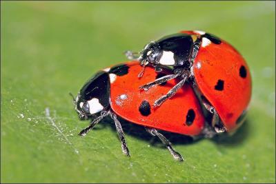 Quiz Les coccinelles Animaux