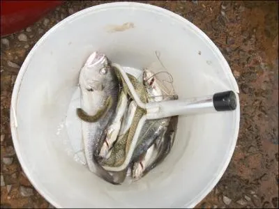 Dans la rgion marseillaise, on utilise la friture pour laborer un plat connu !