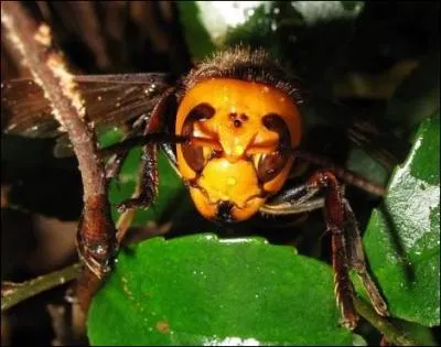 Mfiez-vous de cet insecte, il pique !