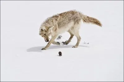 Les loups chassent le mulot en meute, ils se relaient pour l'puiser !