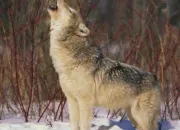 Quiz Le loup dans tous ses tats