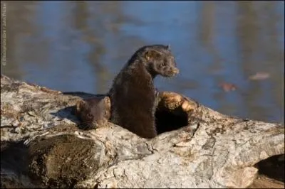 La loutre, la martre, le blaireau, le furet, sont tous des mustlids !