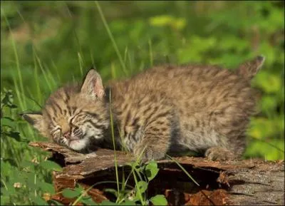 C'est un chaton !